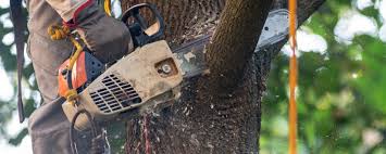 Best Tree and Shrub Care  in Cottage Grove, WI