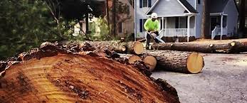 Best Emergency Tree Removal  in Cottage Grove, WI